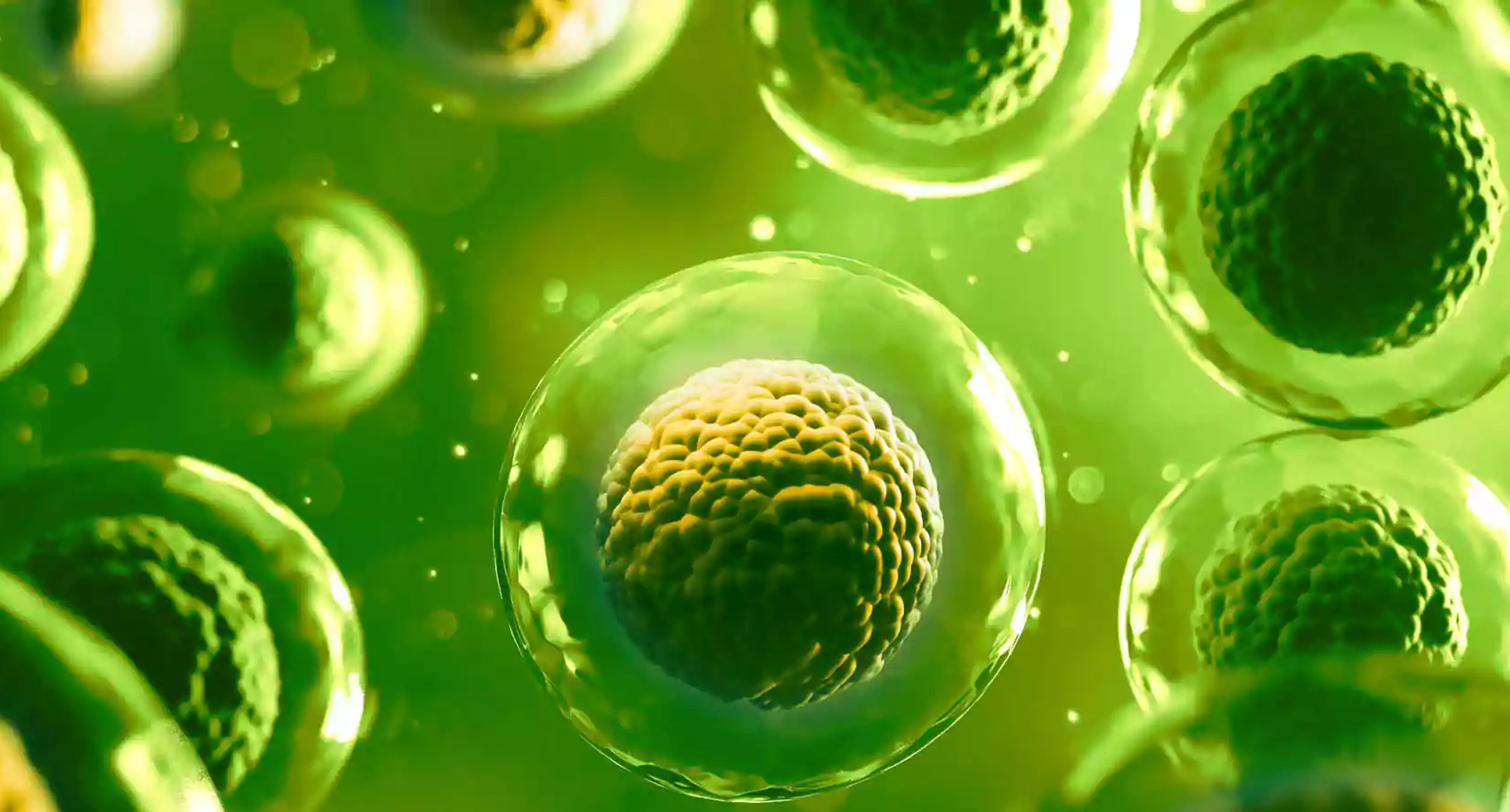 Stem Cells and Skin Renewal